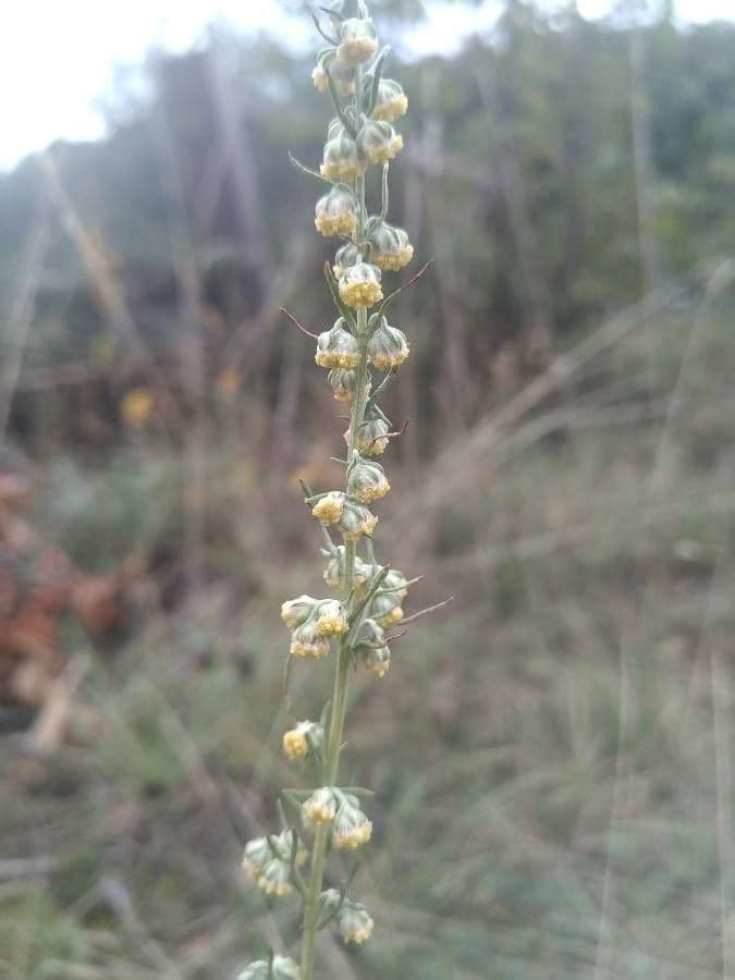 Weiße Artemisia 6