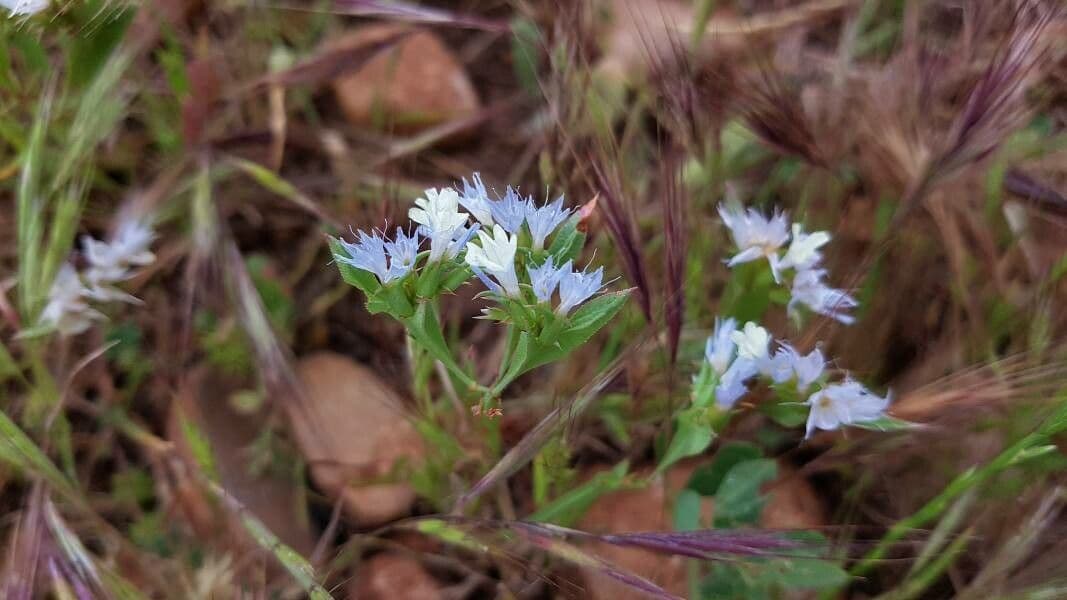 Limonium lobatum 2