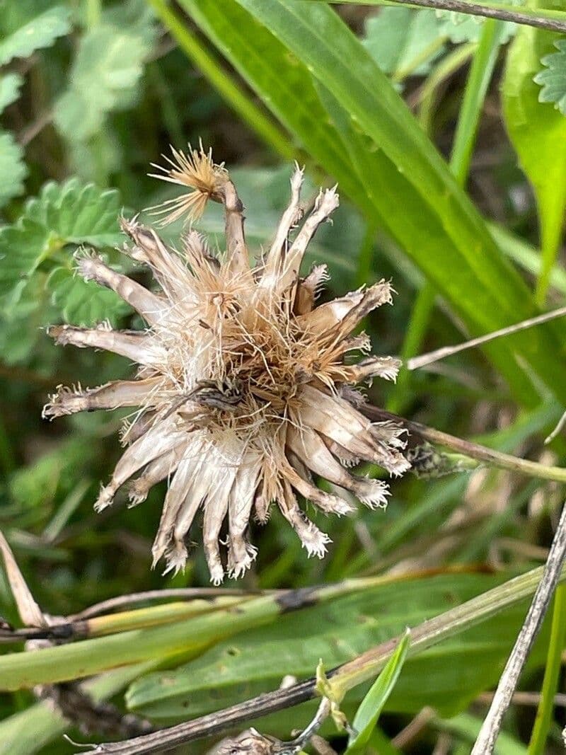 Centaurea vedovina 3