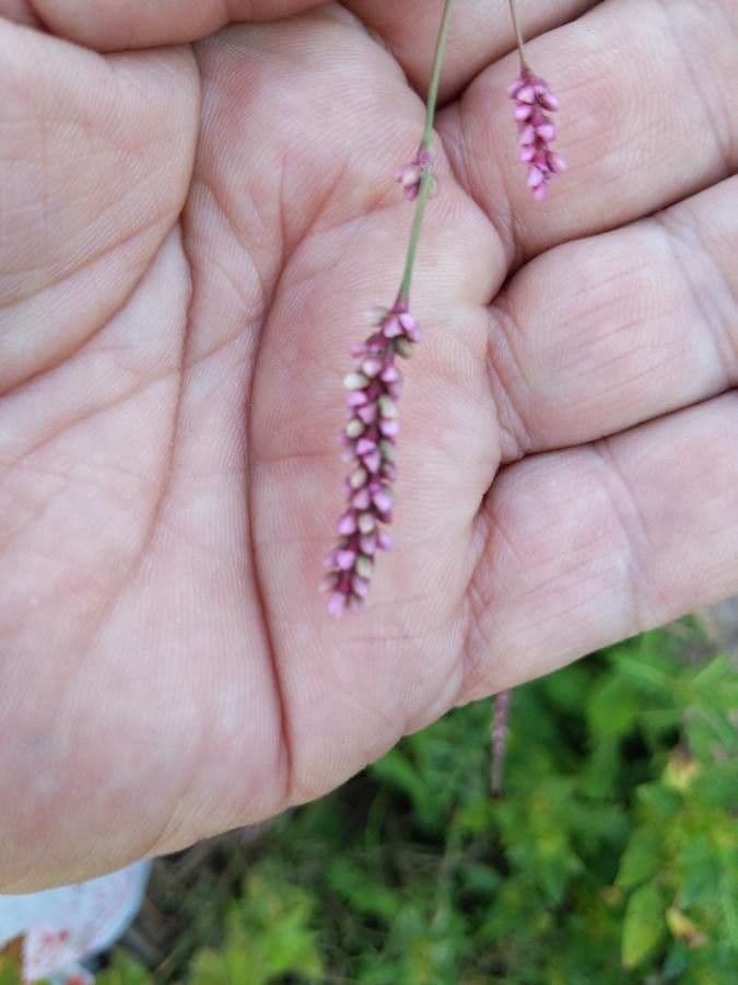 Falscher Amarant 4