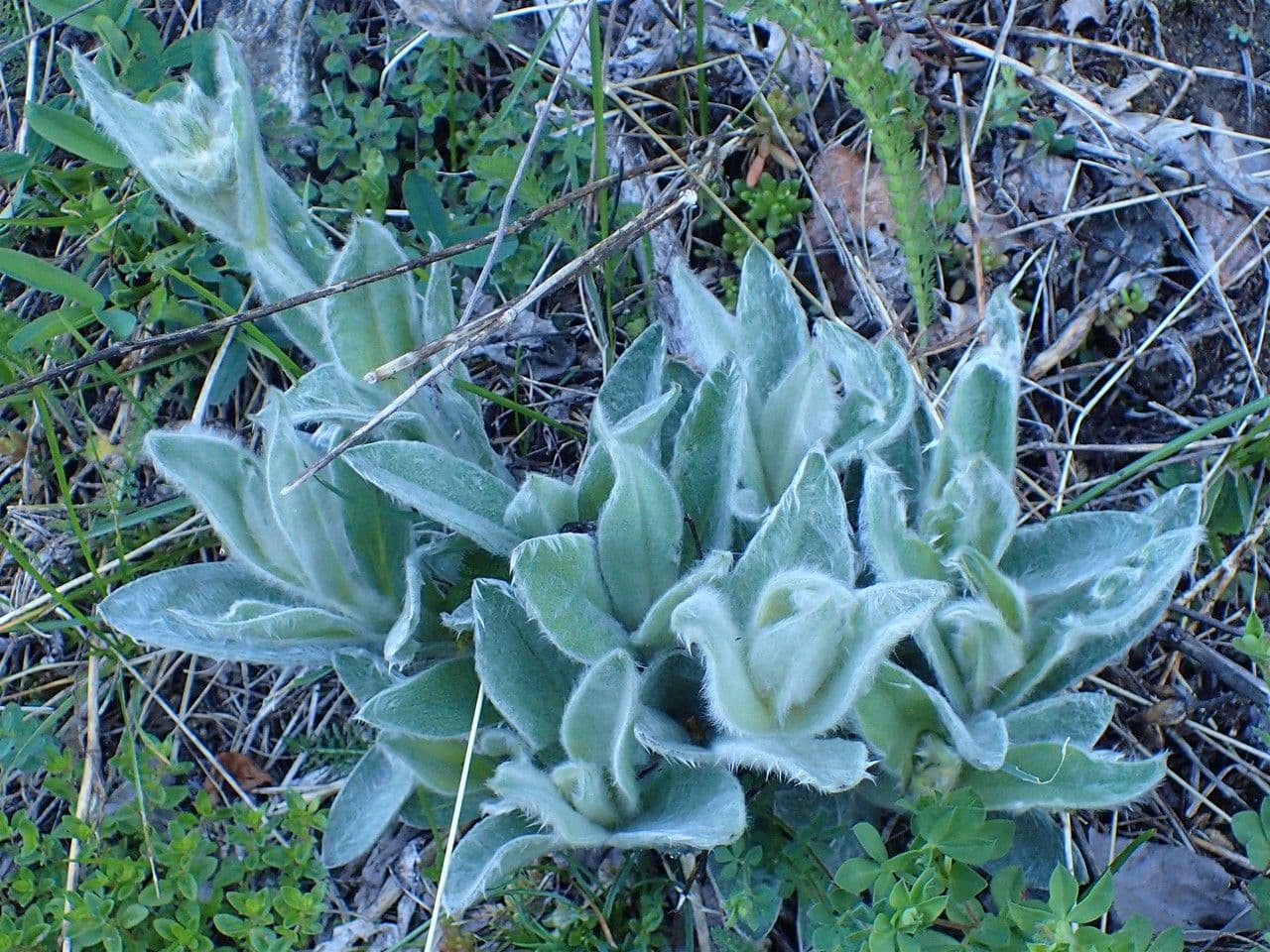 Silene 10