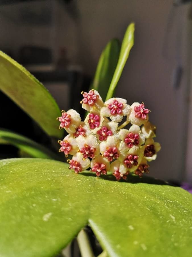 Hoya 6