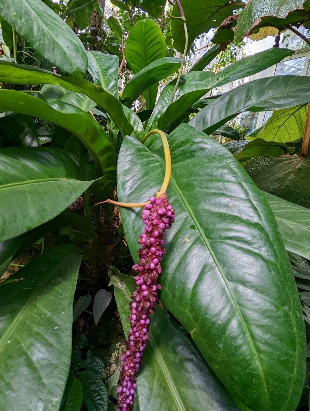 Anthurium 3