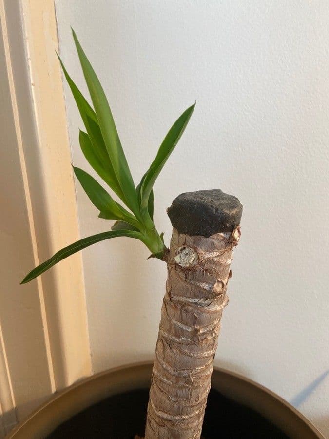 Yuca gigante 15