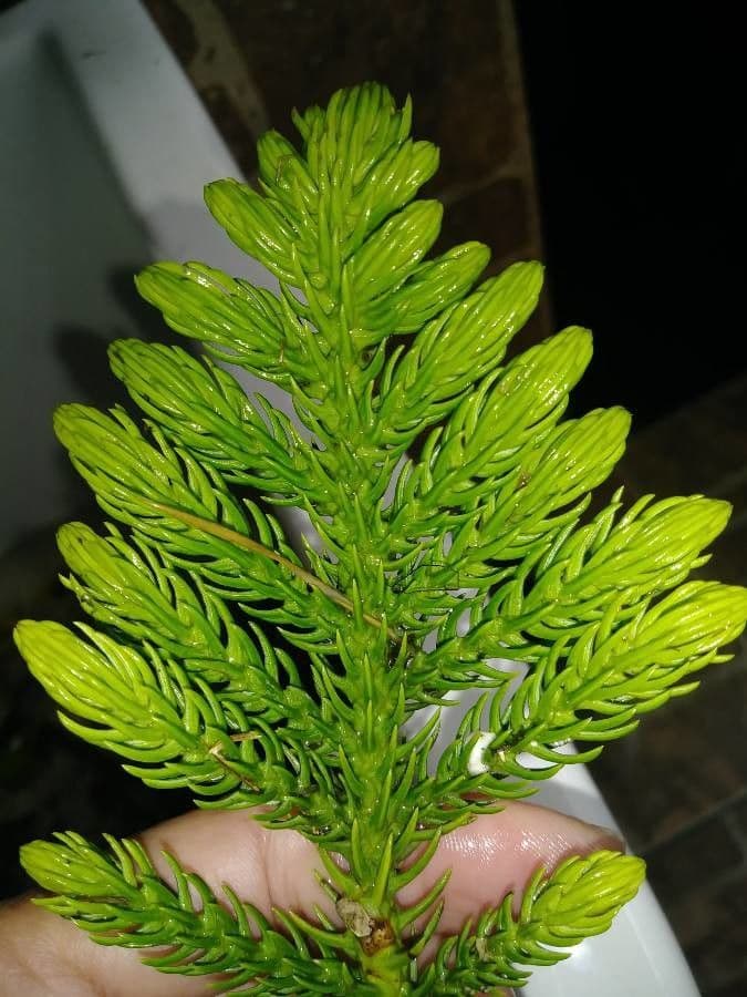 Schmidts Araukarie 10