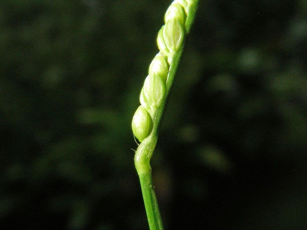 Decumbent crowngrass 3
