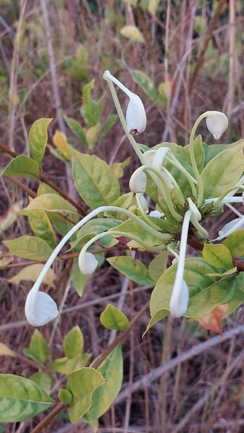 Rotheca 5