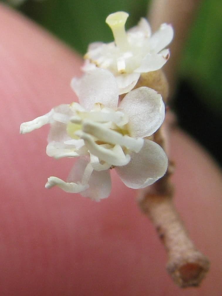 Miconia 5