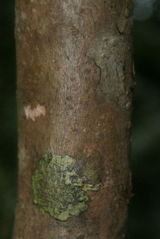 Syzygium 21