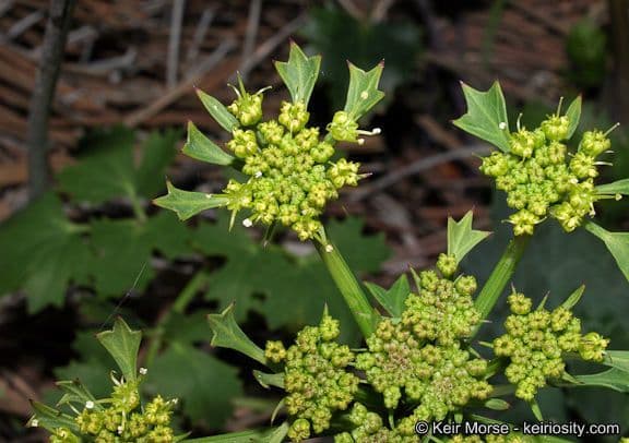 Lomatium 3