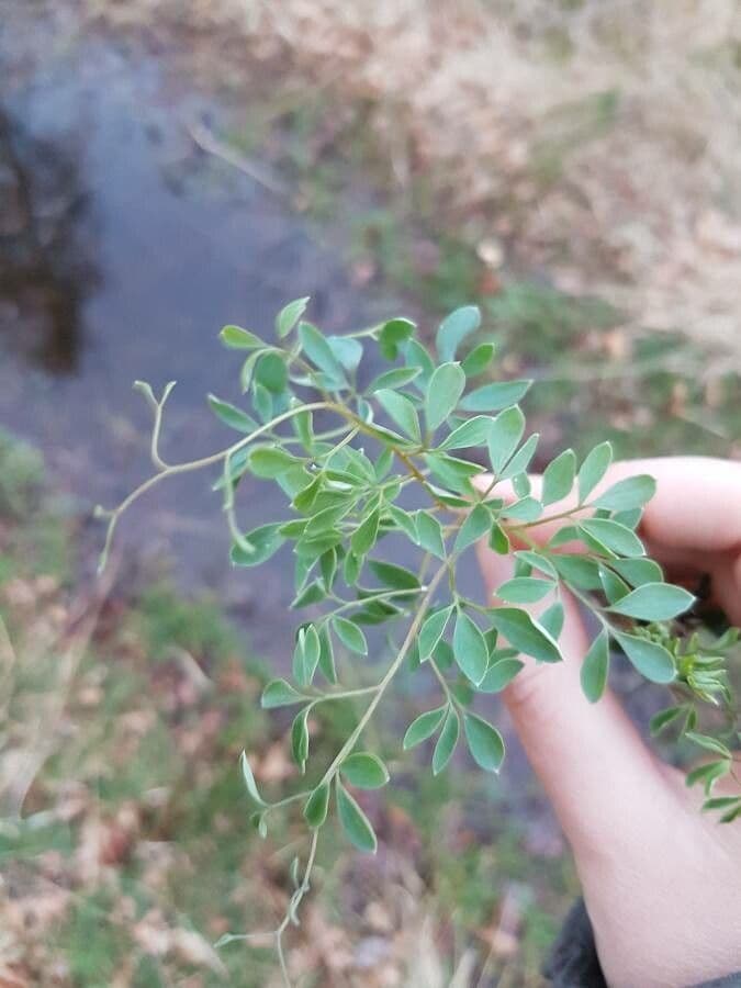 Corydalis claviculata 17