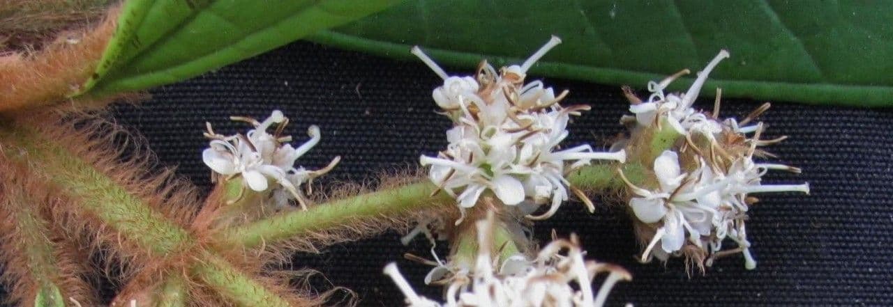 Matthaei-Miconia 11