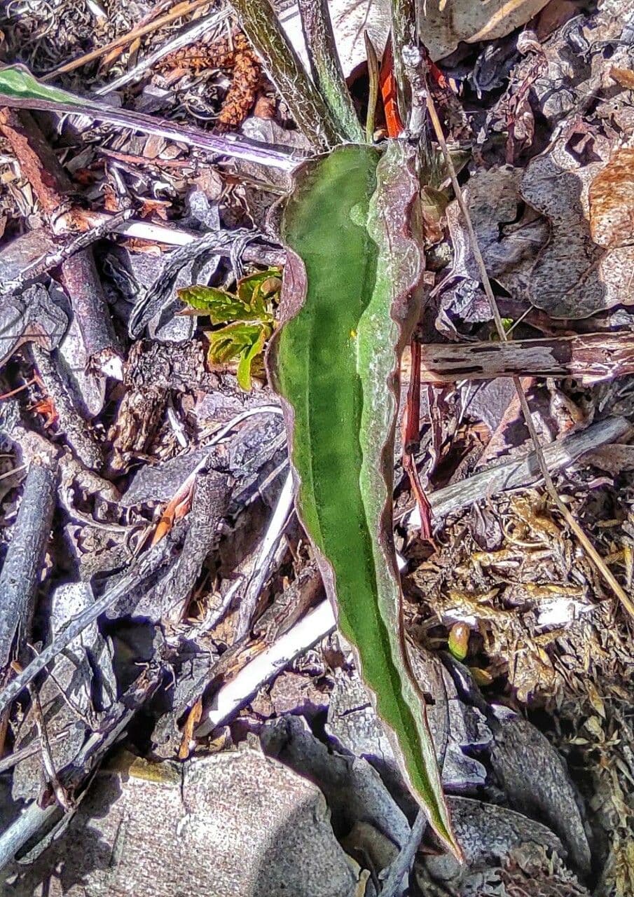Scorzonera minore 15