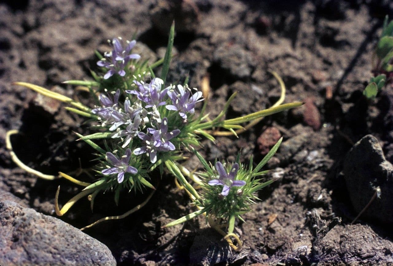 Navarretia 12