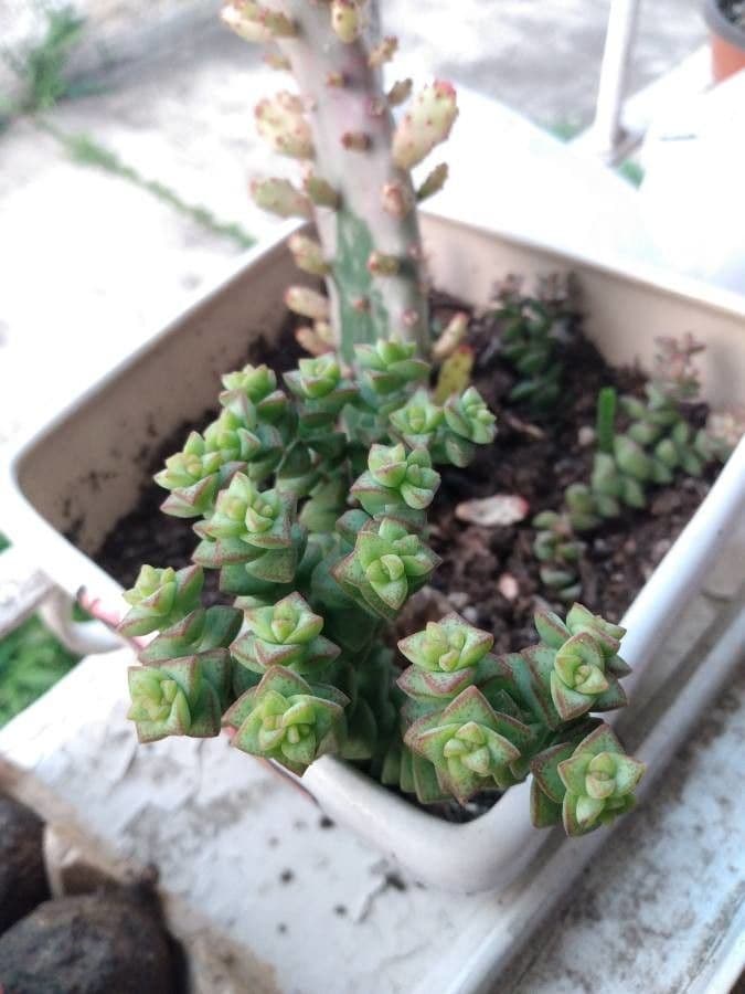 Felsen-Dickblatt 20