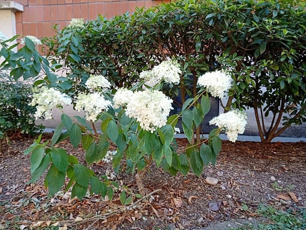 Peegee hydrangea 12