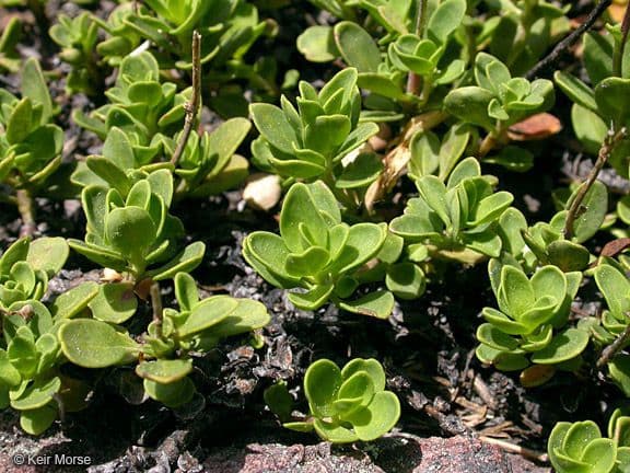 Penstemon Davidsona 13