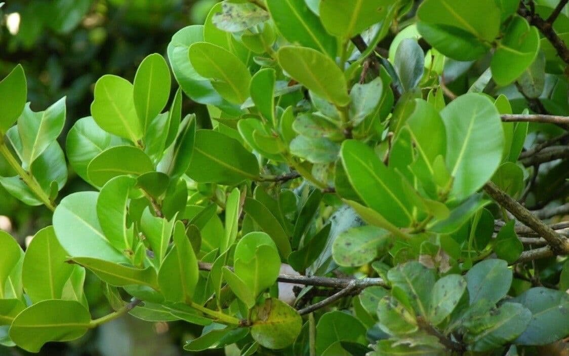 Austrobuxus 13