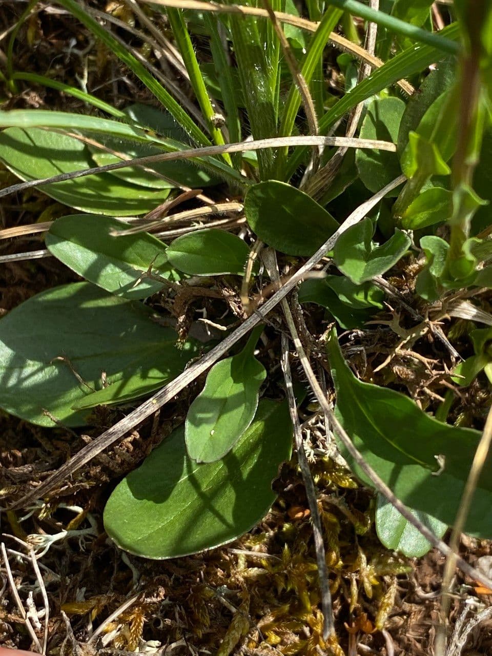 Gewöhnliche Kugelblume 9