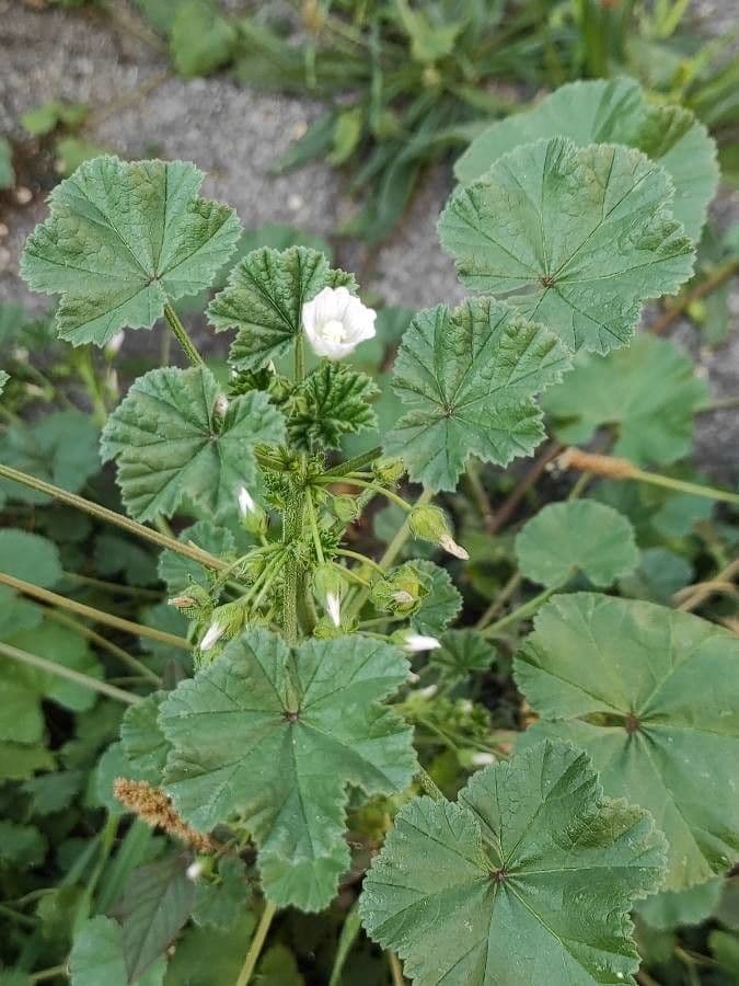 Malva pusilla 7