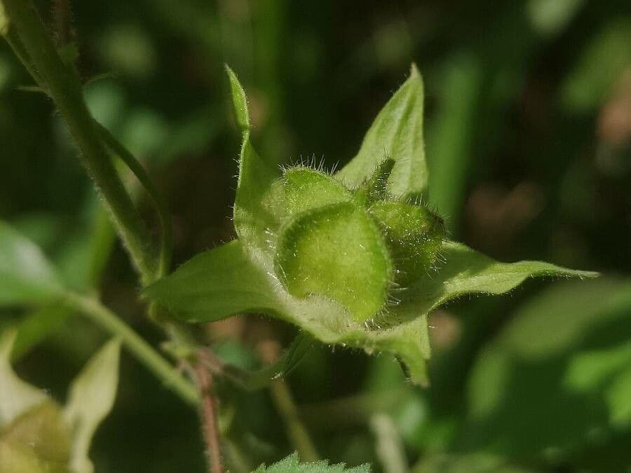 Ibisco vitifoglio 3