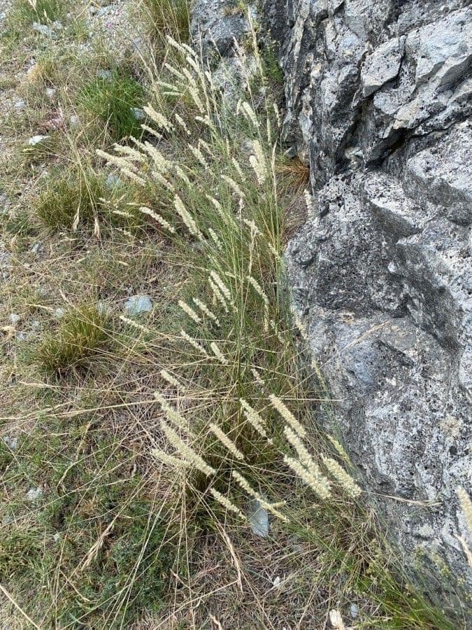 Espiguilla 14