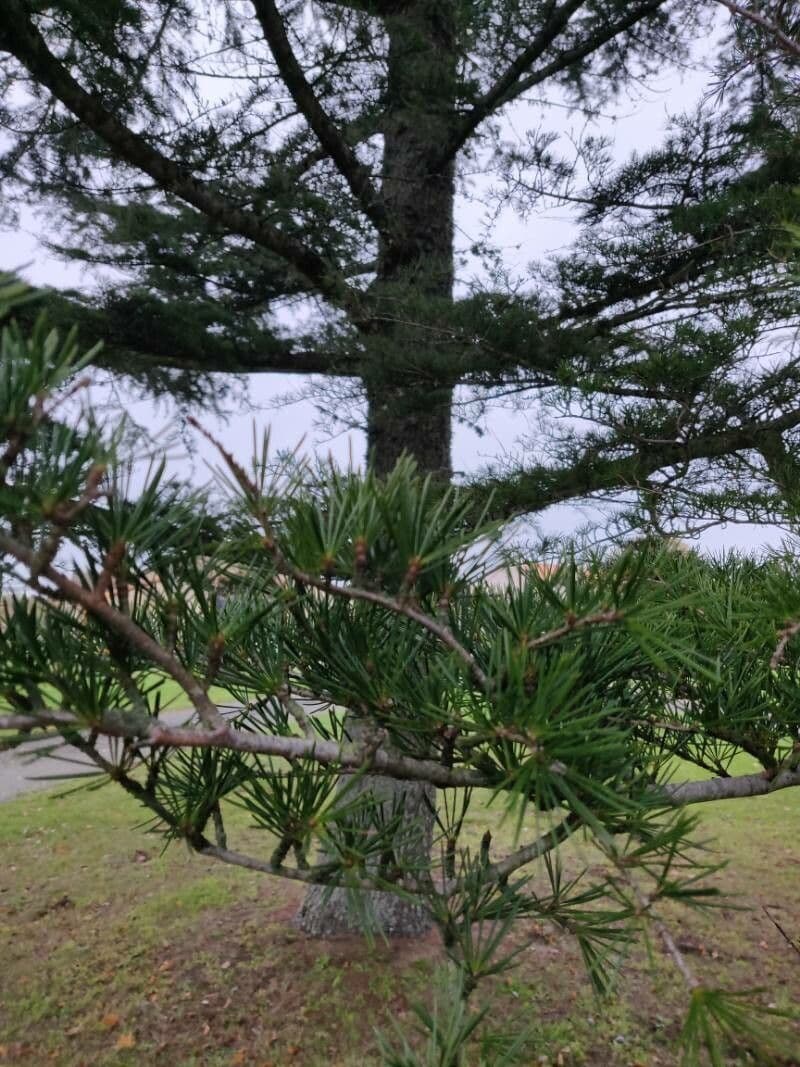 Cedro dell'Himalaya 26