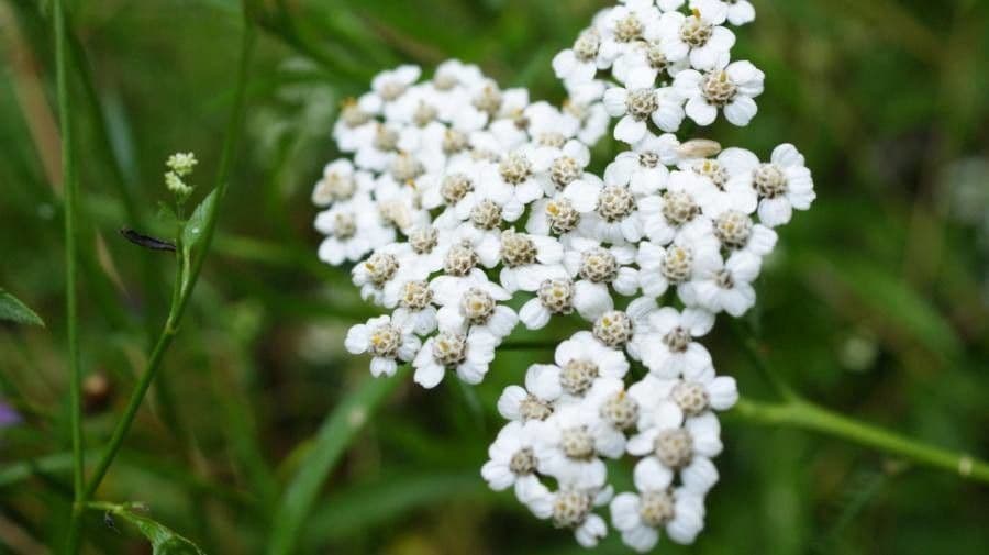Achillea odorata 6