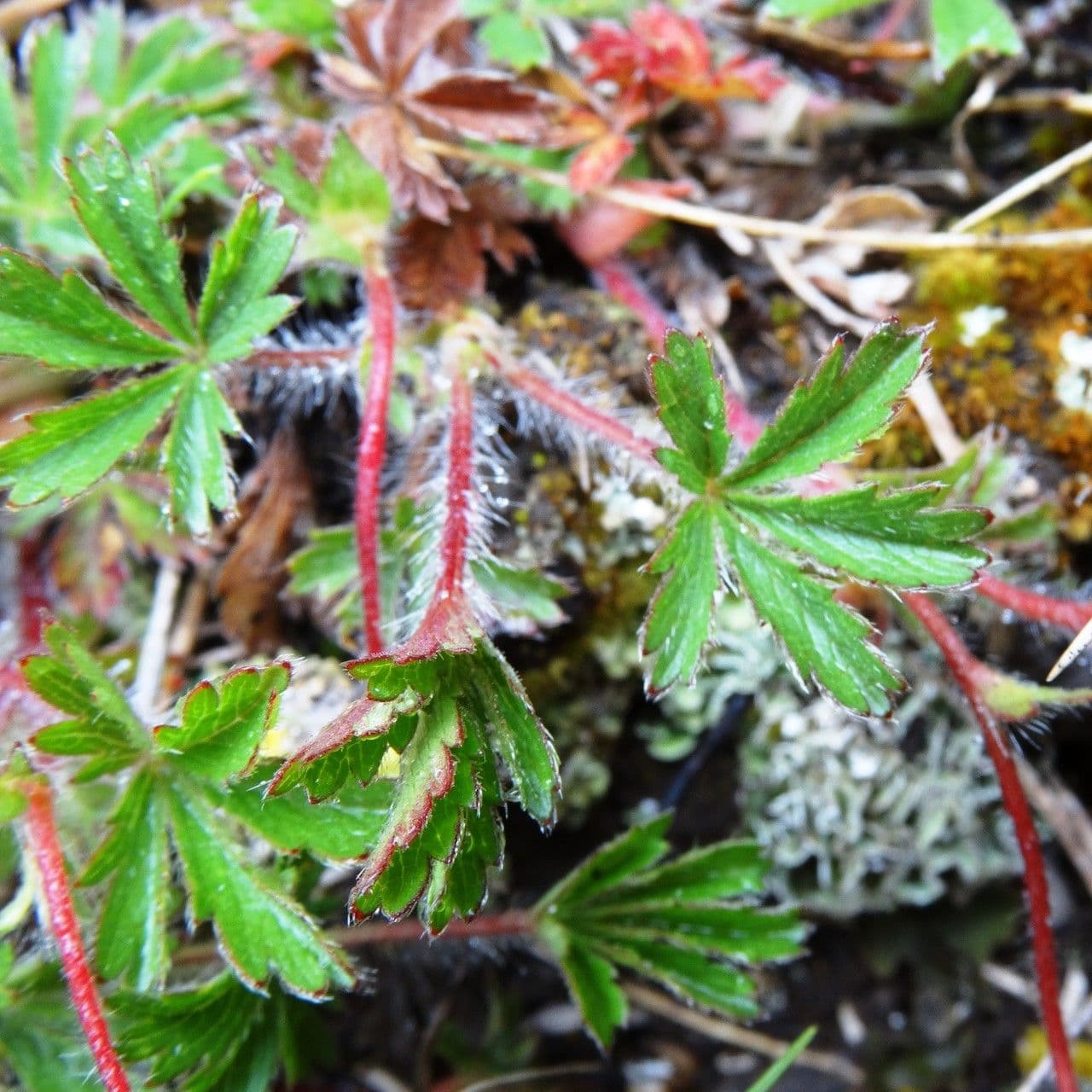 Potentilla pyrenaica 15
