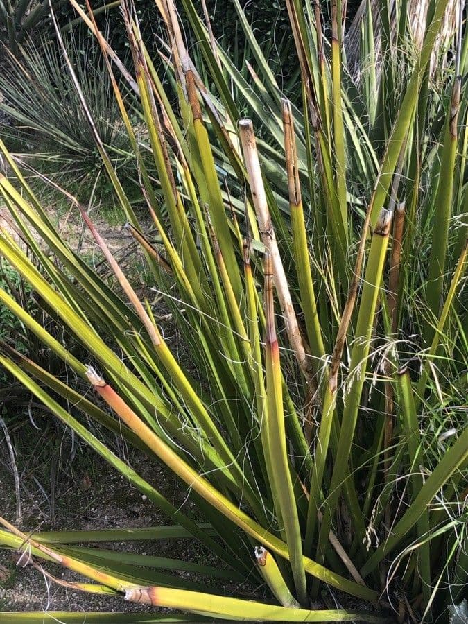 Hesperaloe