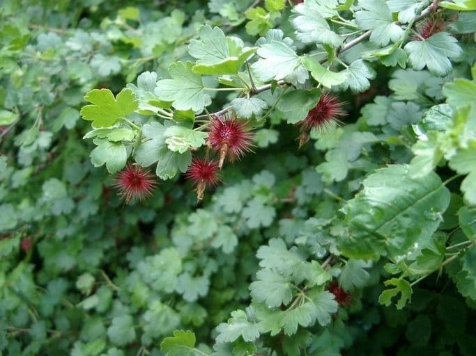Ribes di Menzies 14
