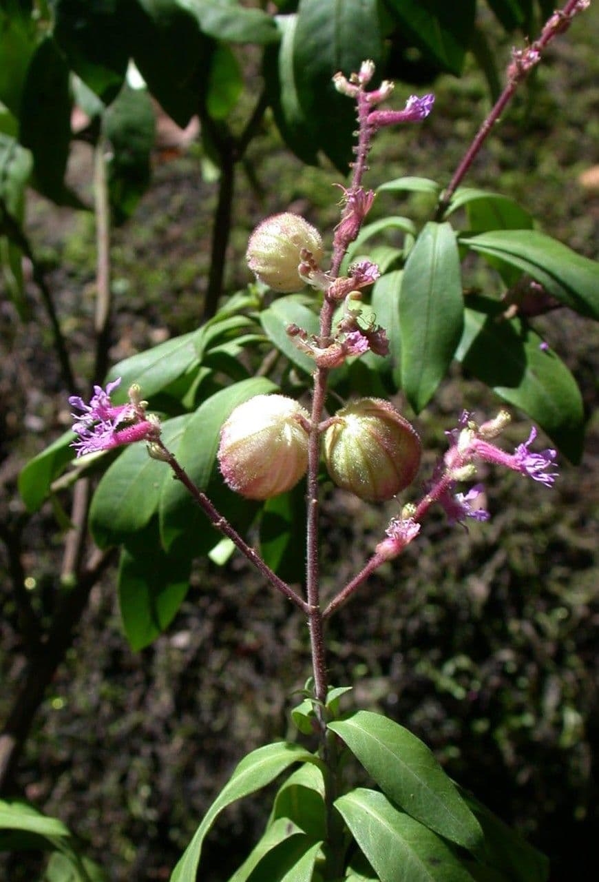 Cuphea 2