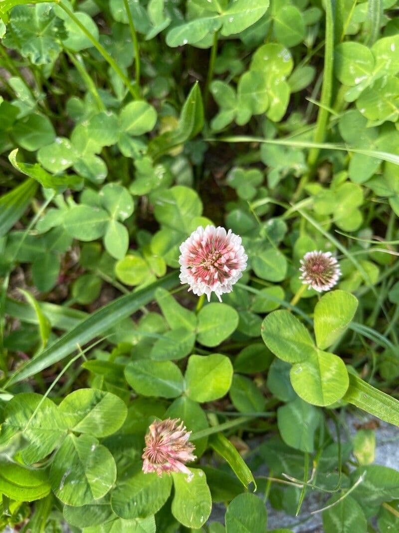 Trifoglio ibrido 30