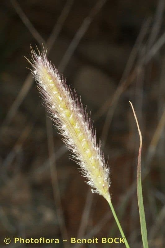 Tetrapogon kosmaty 2