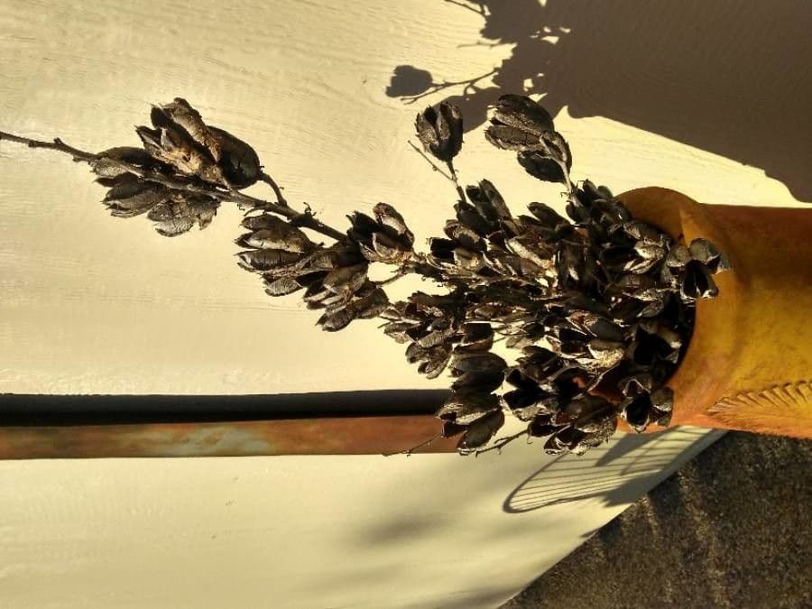 Yucca alta 20