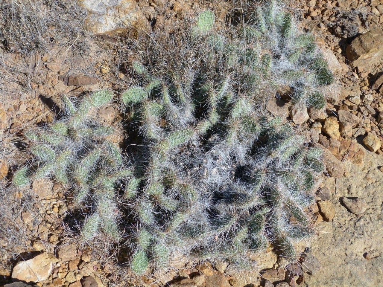 Nopal espinoso 12