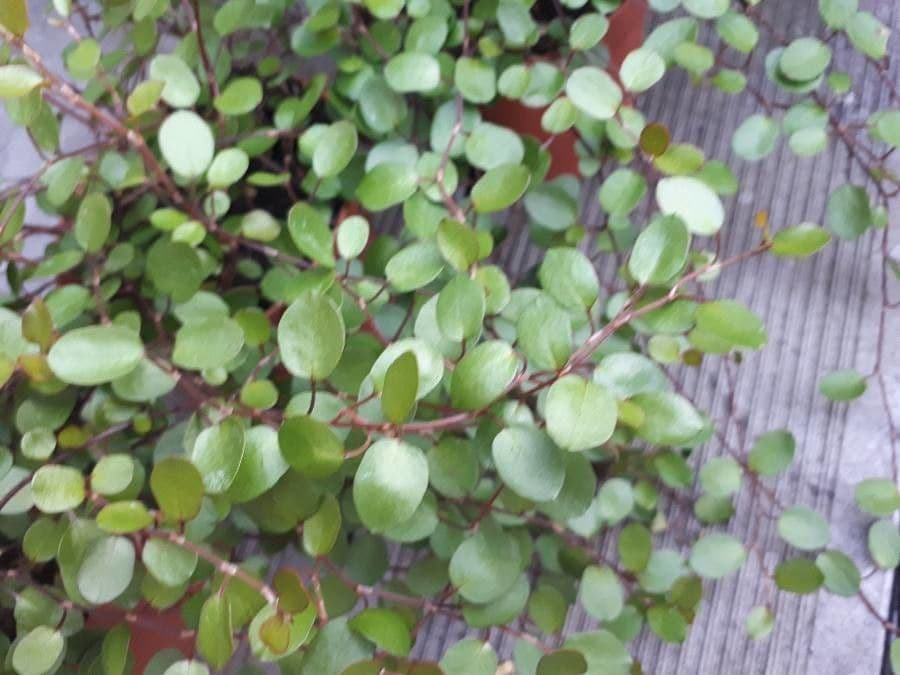 Muehlenbeckia complexa 18