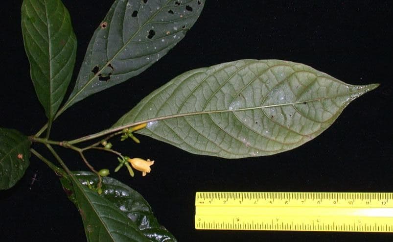 Balsamillo 13