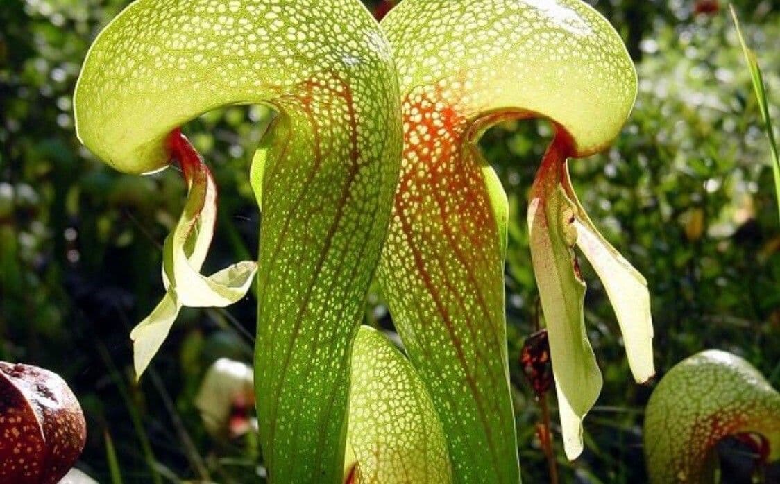 Darlingtonia californica 16