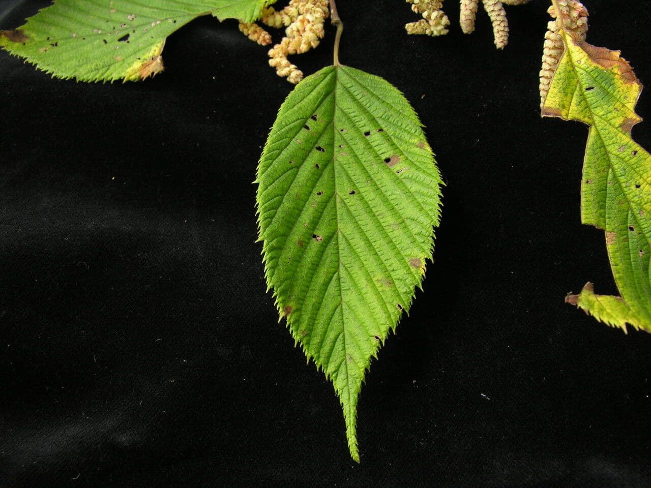 Himalayan hazel 6