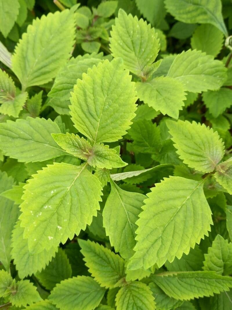 Brestovec kalinolistý 20