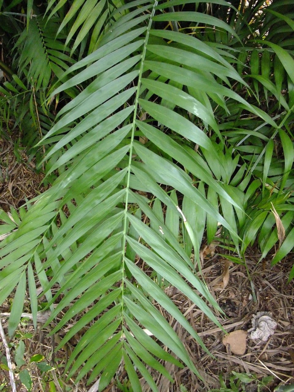 Chamaedorea 6