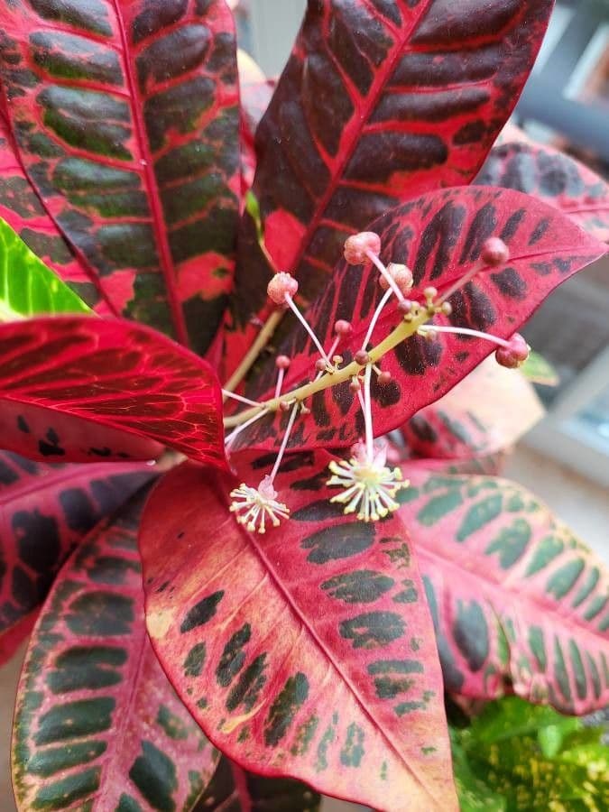 Croton variegato 7