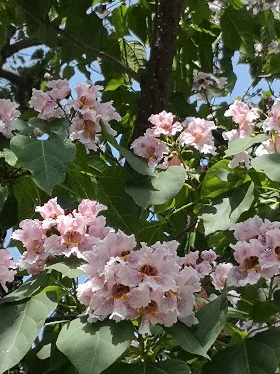 Catalpa di Bunge