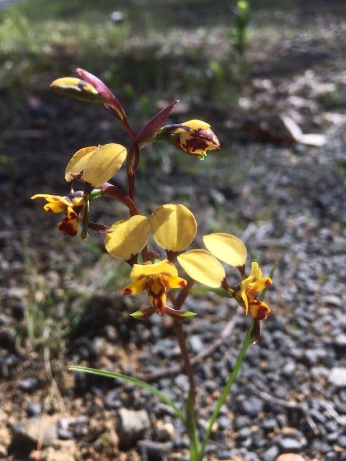 Orchidea leopardo