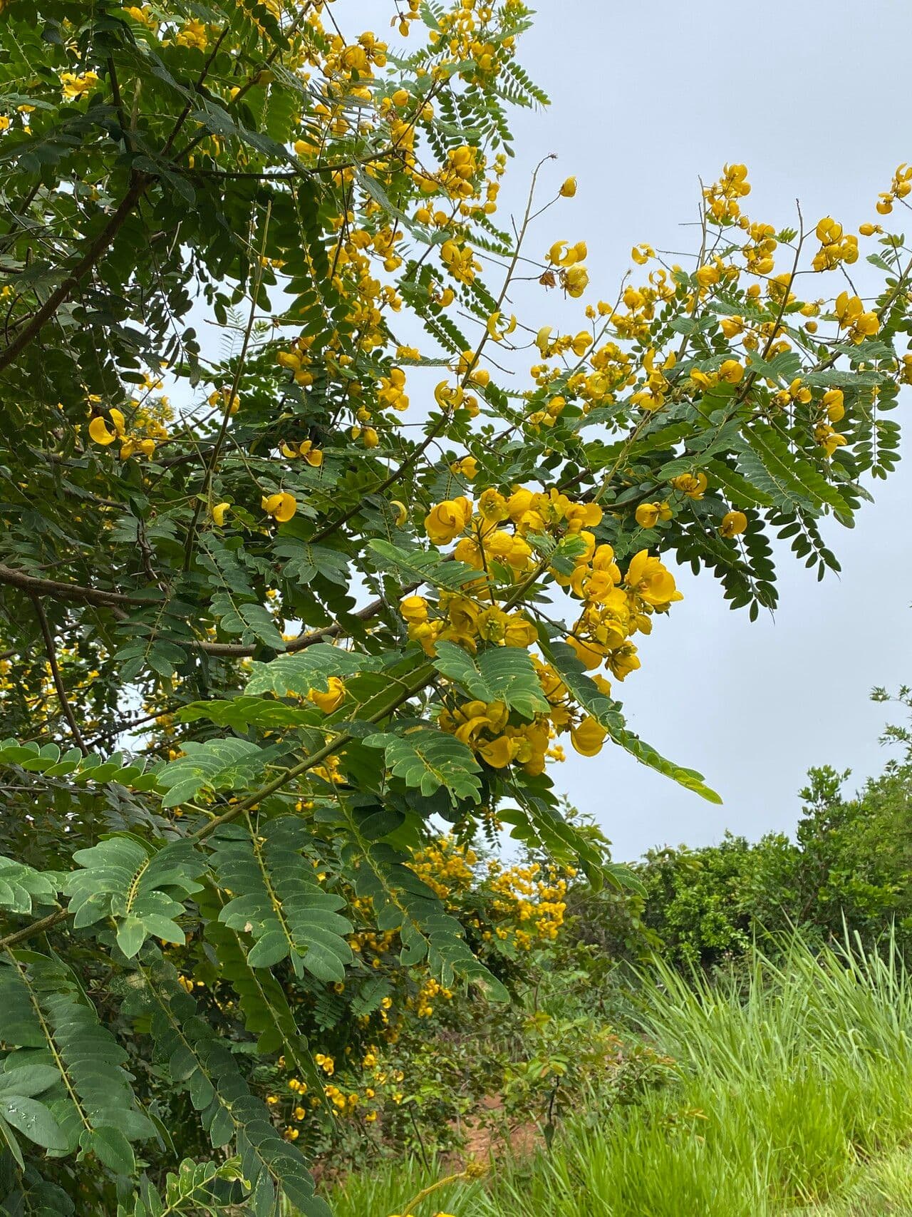 Cassia spectabilis 9