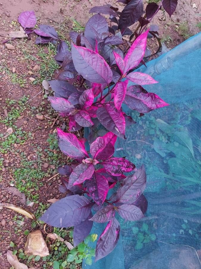 Alternanthera Brasiliana 17