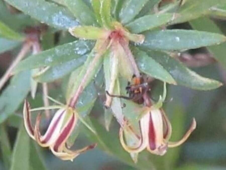 Pittosporum