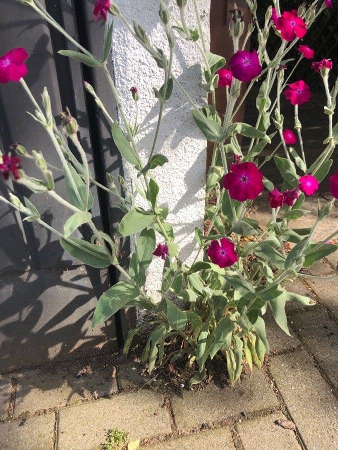 Silene coronaria 28