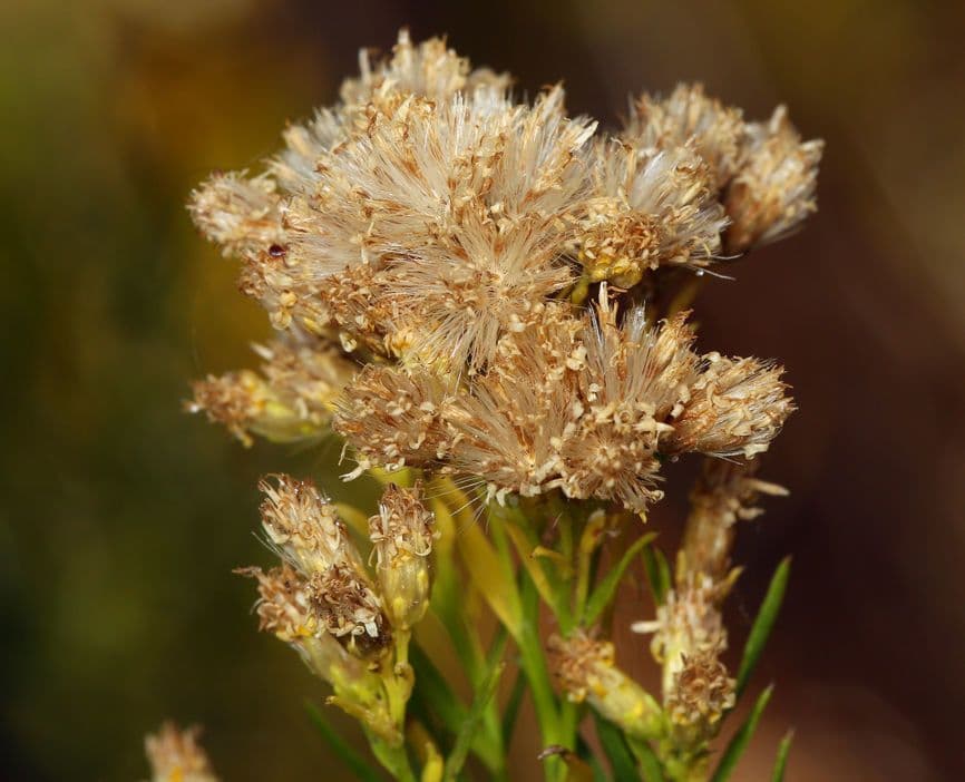 Solidago occidentale 6